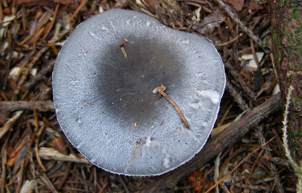 Russula parazurea?